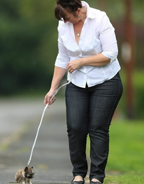 ̩��(����)ʵ��̫С�����˴�������ҪС��������