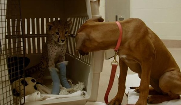 鲁加醒来看见蕾娜,开心不已。