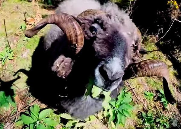 绵羊吃东西时被骚扰,立即怒瞪无人机。