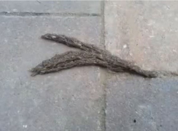 �ֲ�����ǧ�׳����һ������һ����Խ���е�