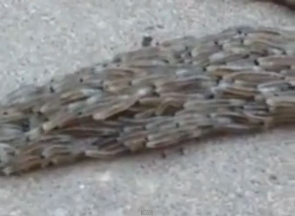 �ֲ�����ǧ�׳����һ������һ����Խ���е�