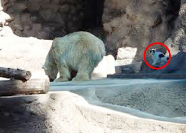 阿根廷门多萨动物园“全球最寂寞”的北极熊交流浪猫新朋友