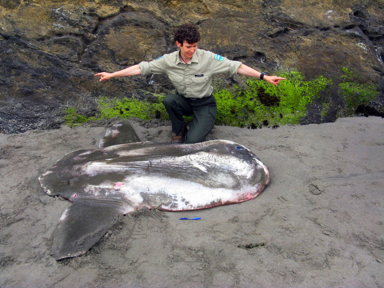 美国一群野营的小孩在沙滩上发现长达2米的巨型翻车鲀尸体