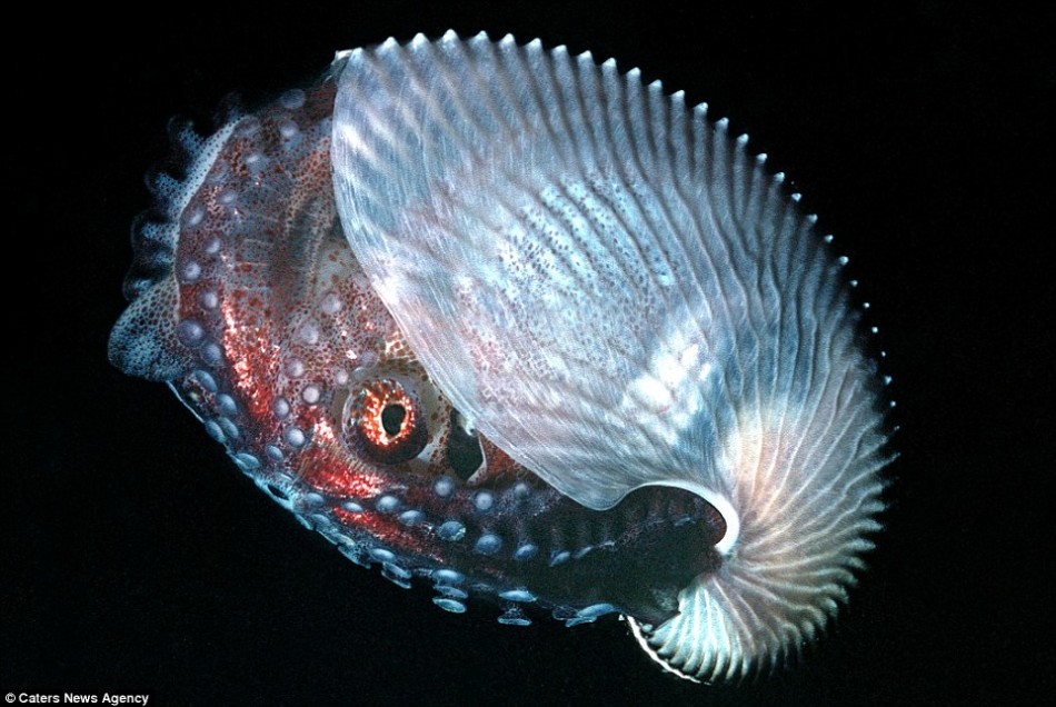 ͼ����ʾ����һֻ����