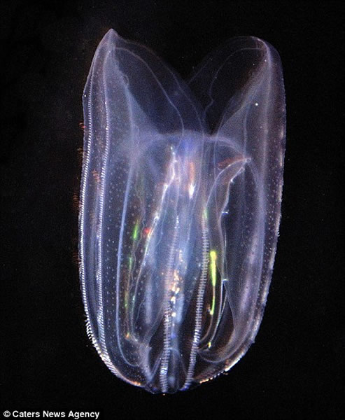 �ܶ�͸��������������ǵ�����������ȷ���Լ��İ�ȫ������ˮĸ���ܹ���͸���ǵ������������������20%��90%֮�䡣