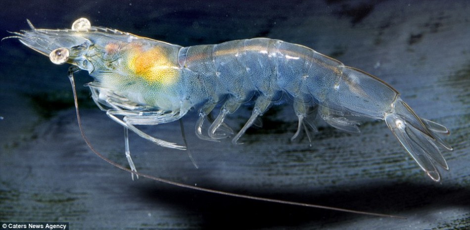 ����ż����ͨ��͸�����������ֻ�׶�Ϻ��θ��Ķ�������������ż�������Ĳ�ɫ����ƺ�ʣ��������ǣ����Ǿ�����ʹ���������ֻ�м�Ӣ�磬������Ҳ�Ǻ��ѿ�����Щ����ġ�