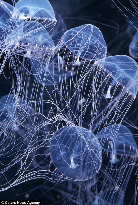 һֻ����������ˮ�ˮĸ��