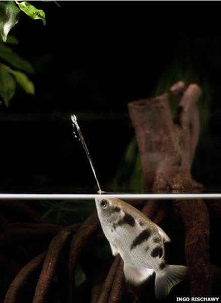 研究人员发现射水鱼会对喷射出的水流进行调整