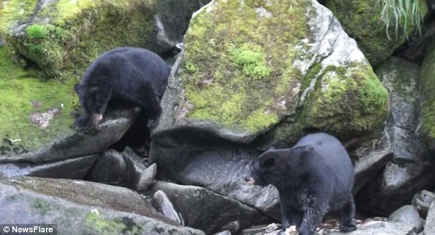 �¹��ο�����������Ϫ����ʱ����һֻΪץ�㿨����ʯ�м�Ĵ����