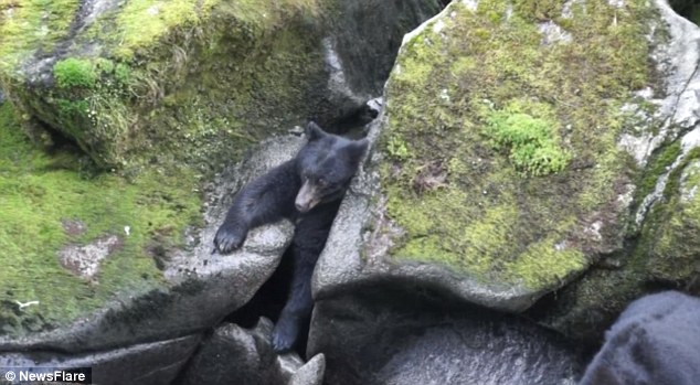 �¹��ο�����������Ϫ����ʱ����һֻΪץ�㿨����ʯ�м�Ĵ����