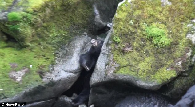 �¹��ο�����������Ϫ����ʱ����һֻΪץ�㿨����ʯ�м�Ĵ����