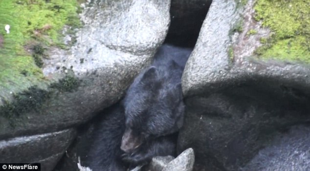 �¹��ο�����������Ϫ����ʱ����һֻΪץ�㿨����ʯ�м�Ĵ����