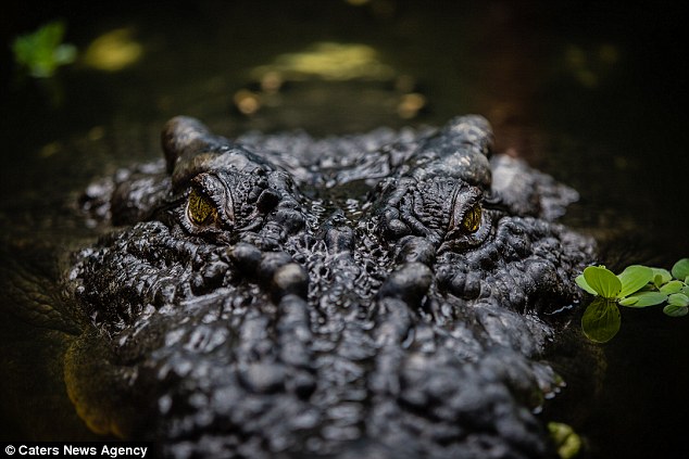 澳大利亚老猎人冒险养大鳄鱼30年:我很确定,它还是想吃掉我!