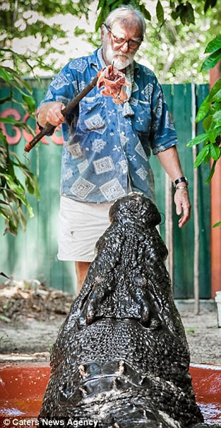 澳大利亚老猎人冒险养大鳄鱼30年:我很确定,它还是想吃掉我!