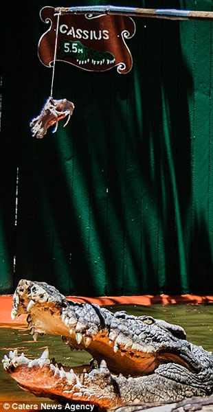 澳大利亚老猎人冒险养大鳄鱼30年:我很确定,它还是想吃掉我!