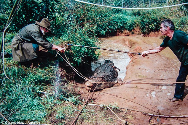 乔治与当地居民用绳子制服了凶猛的凯修斯