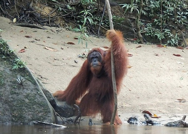 ӡ��һֻ���������ɶ�������֦���Ⱥӵ�ˮ��Ź���