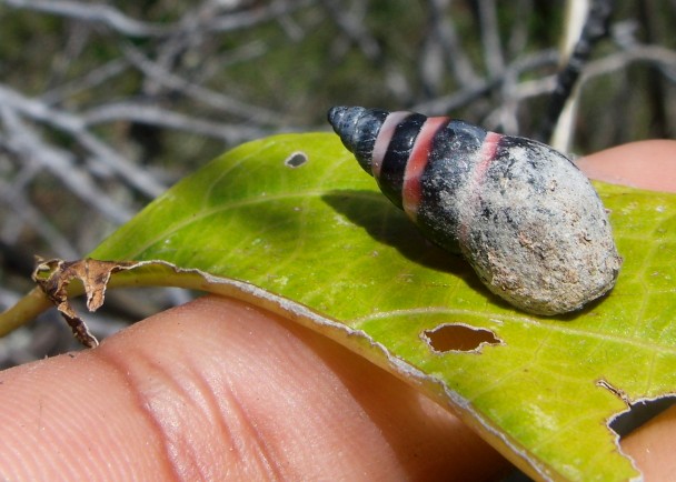 ����ǰ���������ֵ��������ţ�ٶ�����