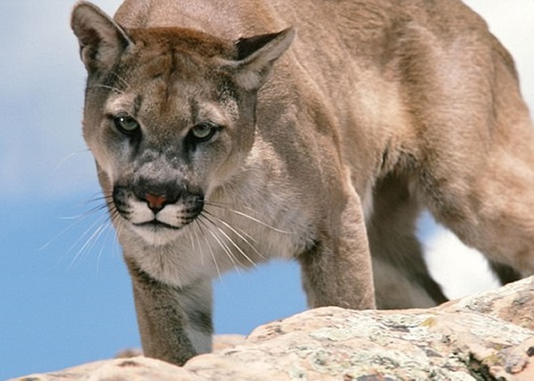 ��������6����ͯ��һֻ����ʨϮ��