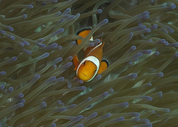 小丑鱼随时因海洋环境变化成为历史