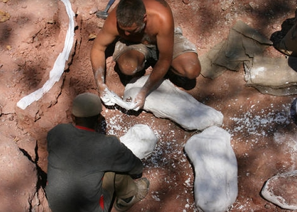 Rukwatitan bisepultus��ʯ