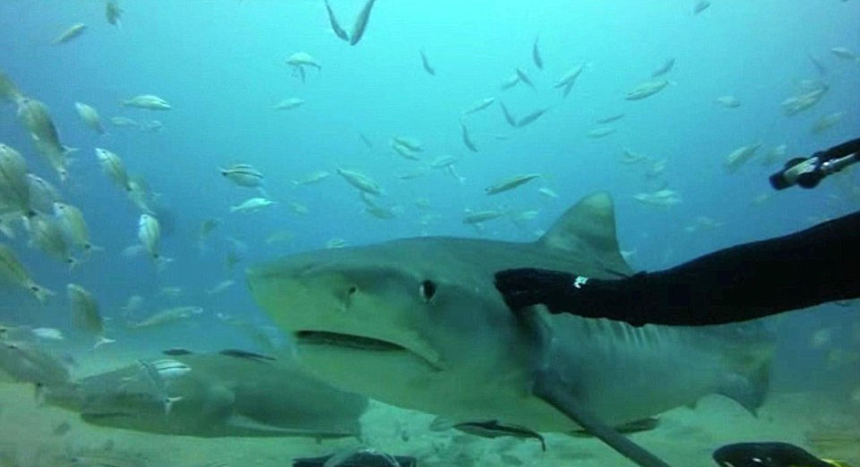 ����Ǳˮ��Ǳ�������ﺣ�������Ĵ����󺣵������ͻ������ܽӴ�