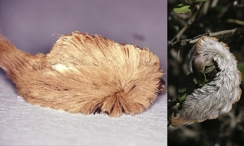 美国“猴头菇”毛虫隐藏剧毒刺针