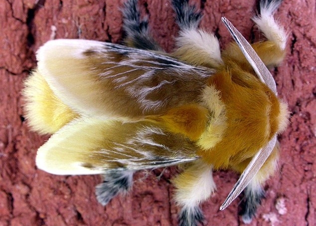 毛虫完成“变态”过程后,会变成无害的南方绒蛾。