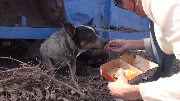 �ú�����ţ�г���