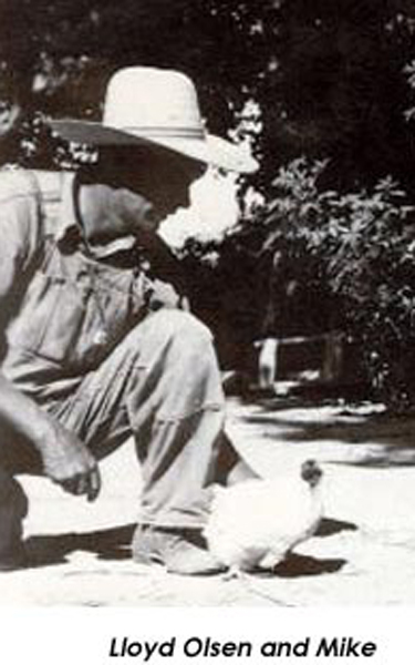 美国一只被斩掉头部但依然生存了18个月的公鸡?