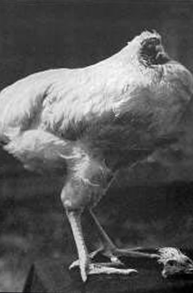 美国一只被斩掉头部但依然生存了18个月的公鸡?