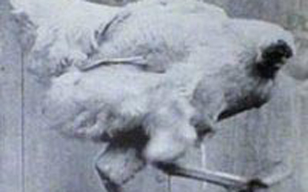 美国一只被斩掉头部但依然生存了18个月的公鸡?