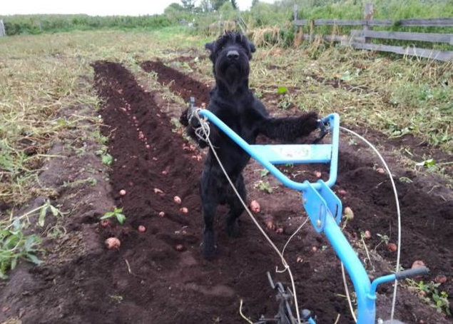 战斗民族果然厉害:俄罗斯一只雪纳瑞犬居然会耕田