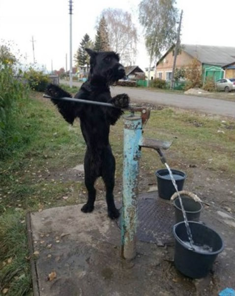 这只雪纳瑞犬还会取水