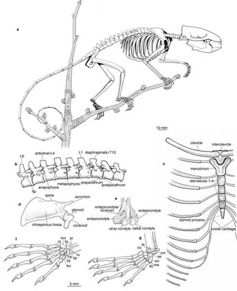 真贼兽（神、仙兽）的骨骼和局部特征素描