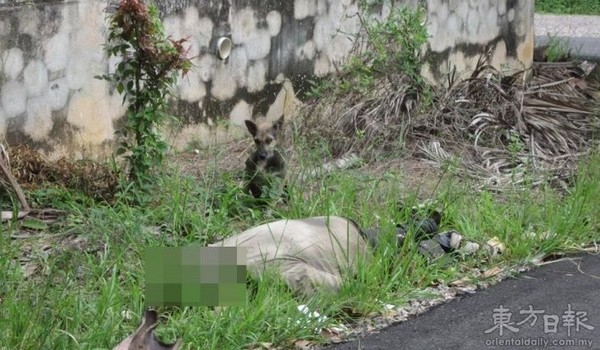 马来西亚流浪汉猝死倒路旁 忠犬依偎伴遗体