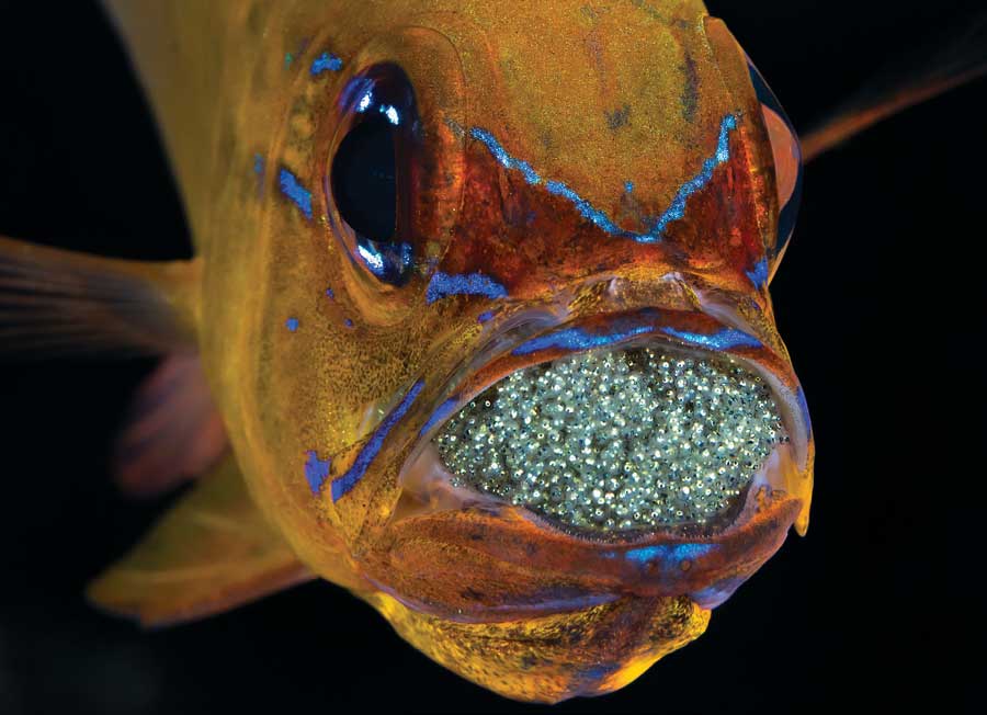 雄性天竺鲷含卵等孵化不吃喝 - 神秘的地球 科