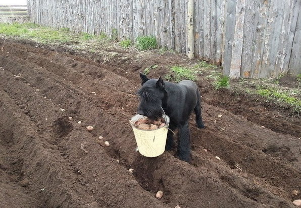 ս塱Ĺ˹һֻѩȮȡˮ