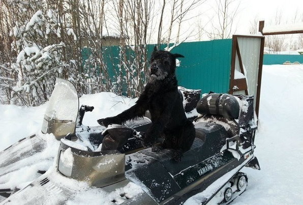 ս塱Ĺ˹һֻѩȮȡˮ