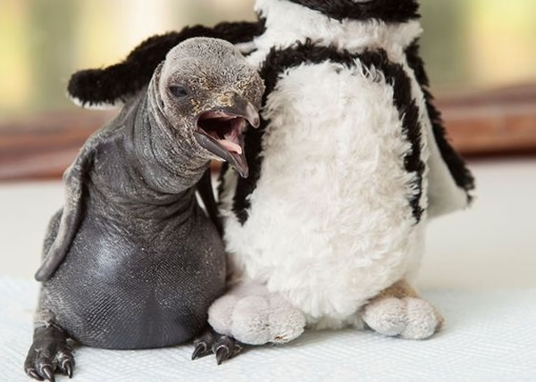 ԰����ԱΪС�������һֻ���ë��������