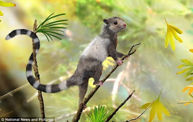 类似松鼠的远古新物种哺乳动物复原图