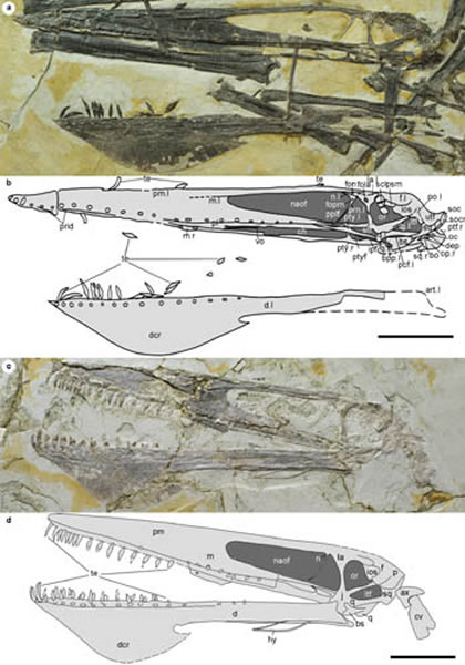 阿凡达伊卡兰翼龙正型(IVPP V18199)和归入标本(IVPP V18046)头骨比较(汪筱林供图)