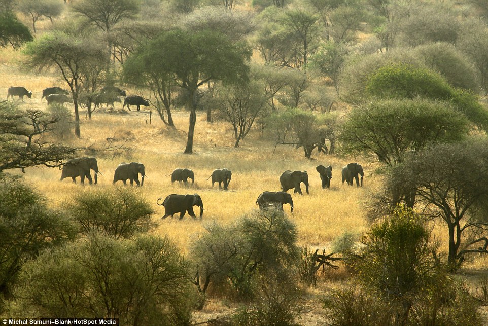 ��ɫ�ж���ѧ����̹ɣ���ǲ�׽��Ǩ����ȺΪ��ˮԴ����500ͷˮţ��׳�۳���