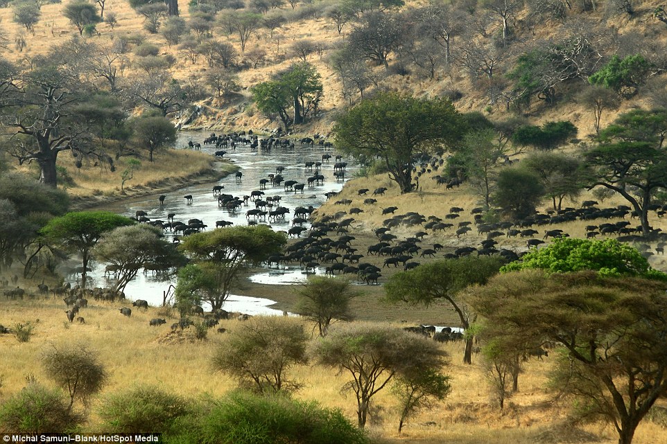 ��ɫ�ж���ѧ����̹ɣ���ǲ�׽��Ǩ����ȺΪ��ˮԴ����500ͷˮţ��׳�۳���