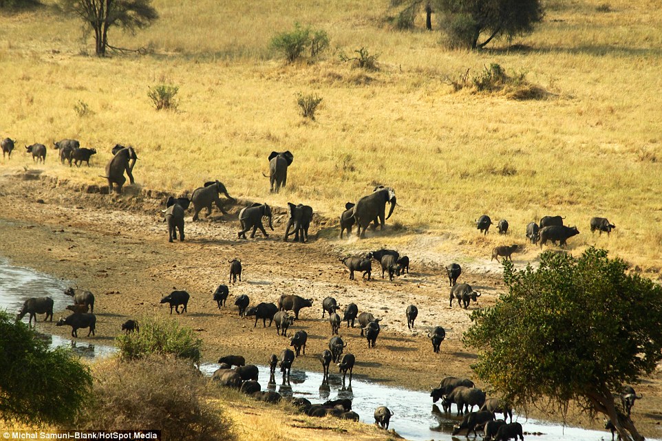 ��ɫ�ж���ѧ����̹ɣ���ǲ�׽��Ǩ����ȺΪ��ˮԴ����500ͷˮţ��׳�۳���