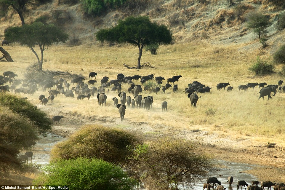 ��ɫ�ж���ѧ����̹ɣ���ǲ�׽��Ǩ����ȺΪ��ˮԴ����500ͷˮţ��׳�۳���