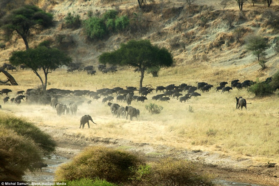 ��ɫ�ж���ѧ����̹ɣ���ǲ�׽��Ǩ����ȺΪ��ˮԴ����500ͷˮţ��׳�۳���