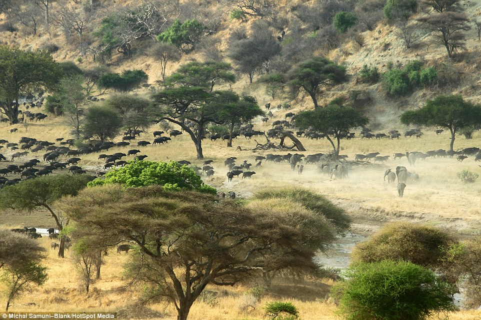 ��ɫ�ж���ѧ����̹ɣ���ǲ�׽��Ǩ����ȺΪ��ˮԴ����500ͷˮţ��׳�۳���