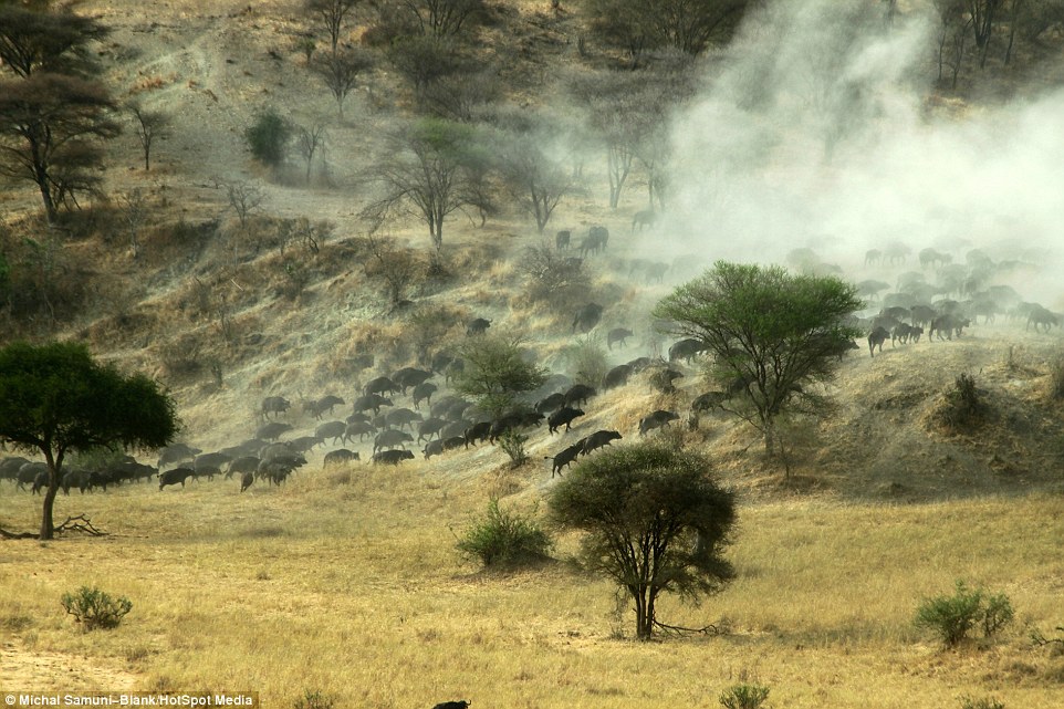 ��ɫ�ж���ѧ����̹ɣ���ǲ�׽��Ǩ����ȺΪ��ˮԴ����500ͷˮţ��׳�۳���