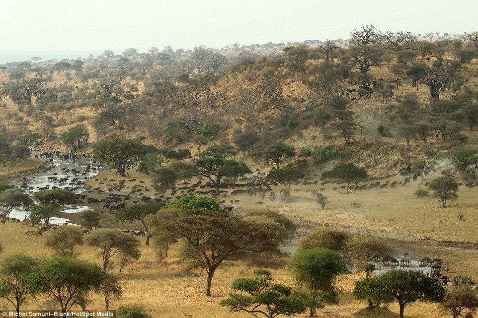 ��ɫ�ж���ѧ����̹ɣ���ǲ�׽��Ǩ����ȺΪ��ˮԴ����500ͷˮţ��׳�۳���